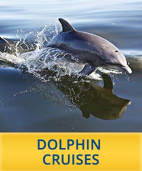 Dolphin Cruise